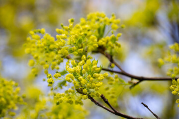 Spring maple blossom in the park close-up macro