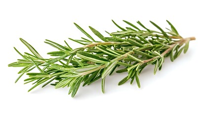 Fototapeta premium rosemary isolated on white background clipping