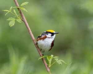 Chestnut-sided Warbler (Setophaga pensylvanica), breed in eastern North America and in southern Canada westwards to the Canadian Prairies.  the Great Lakes region and in the eastern United States