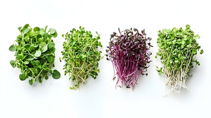 Different fresh microgreens on white background