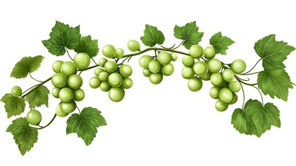 Bunch of Green Grape with leaves isolated