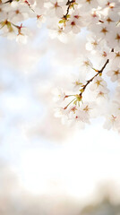 Obraz premium はる 春 日本 桜 さくら アーチ フレーム ピンク 背景 ポスター 壁紙 空白 コビースペース