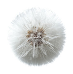 Delicate Dandelion Seed Head with Soft White Fluffy Seeds in Perfect Spherical Formation, Natural Botanical Detail Isolated on Transparent and White Background