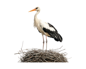 Elegant White Stork Standing on a Nest with Twigs and Straw Background