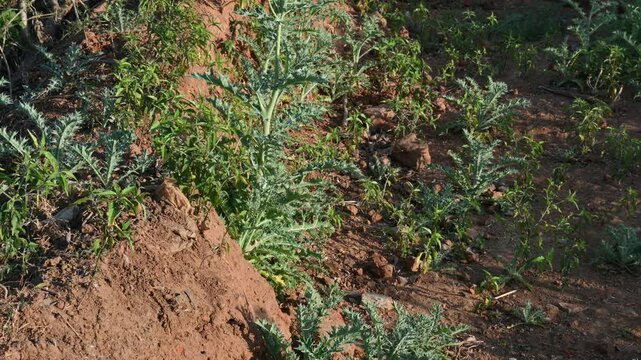 Argemone mexicana plant. Its other names&nbsp;Mexican poppy, &nbsp;Mexican prickly poppy,&nbsp;flowering thistle, &nbsp;cardo, and&nbsp;cardosantois. This a species of&nbsp;poppy. It is also referred to as kateli ka phool in India