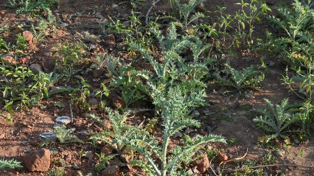 Argemone mexicana plant. Its other names&nbsp;Mexican poppy, &nbsp;Mexican prickly poppy,&nbsp;flowering thistle, &nbsp;cardo, and&nbsp;cardosantois. This a species of&nbsp;poppy. It is also referred to as kateli ka phool in India