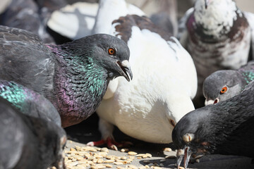 Many pigeons eating grains on pavement outdoors, closeup