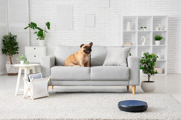 Robot vacuum cleaner near sofa with cute french bulldog at home