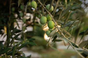 olive branch with olives. Olives close up