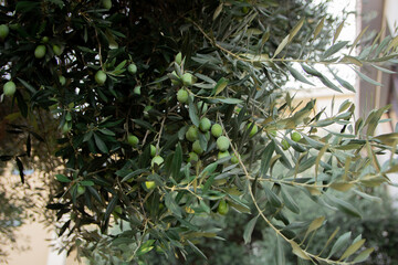 olive branch with olives. Olives close up
