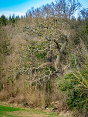 Baum im Winter