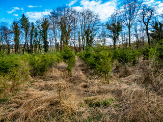 Obraz premium Wiederaufforstung mit jungen Nadelbäumen im Mischwald