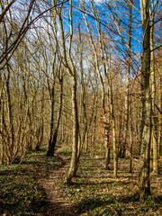 Fototapeta premium Pfad durch den Wald