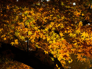 紅葉するモミジ