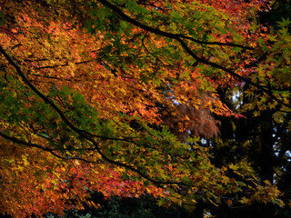 紅葉するモミジ