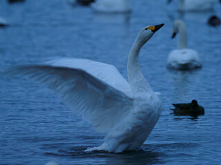 羽を広げる白鳥