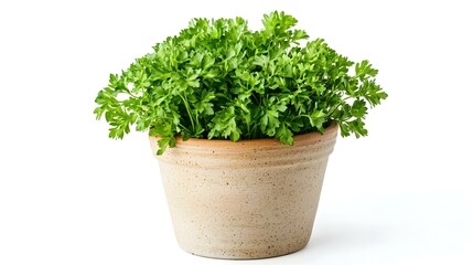 Fototapeta premium Fresh green organic parsley in pot on white