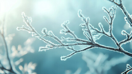 Obraz premium Frosted branches glisten in soft light, showcasing nature beauty in winter
