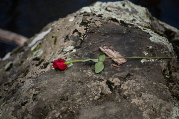 a single red rose on rock