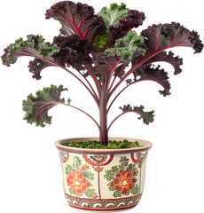 Fototapeta premium Kale plant is a nutrient-rich superfood that promotes health, providing vitamins, antioxidants, and essential minerals.