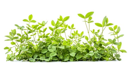 Groundnut plants isolated on white background