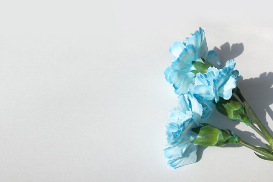blue carnation on a white background	
