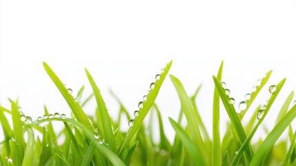 Green fresh grass lawn in Spring.