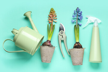 Hyacinth plants in peat pots with watering can, spray bottle and pruner on turquoise background