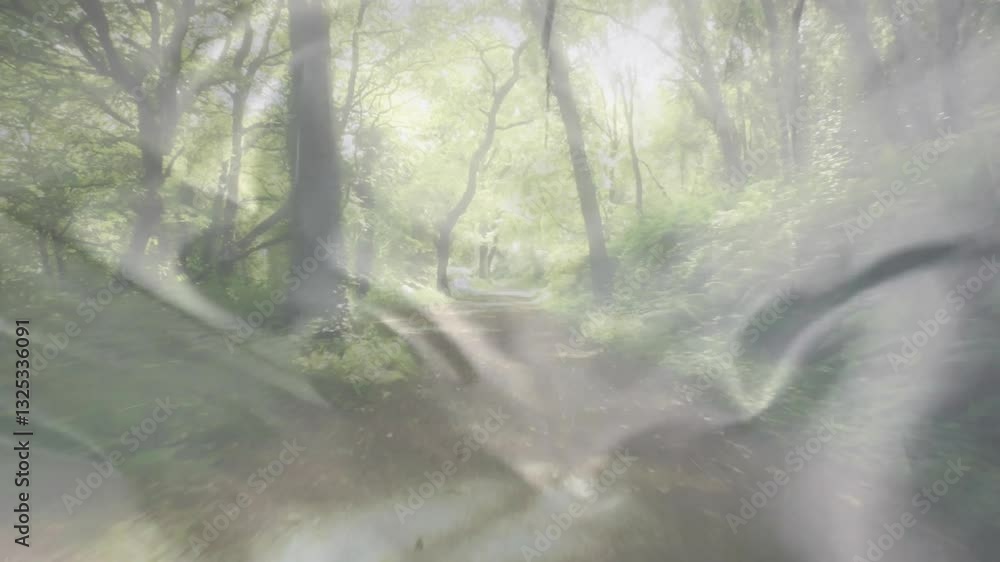 Poster Sunlight filtering through lush green trees on misty forest path, creating animation