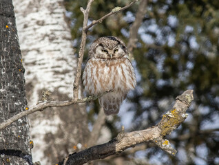 boreal owl in tree