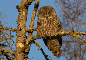 great gray owl in tree