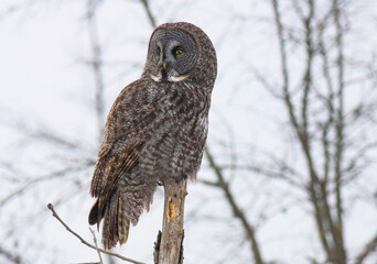 great gray owl in tree