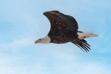 bald eagle