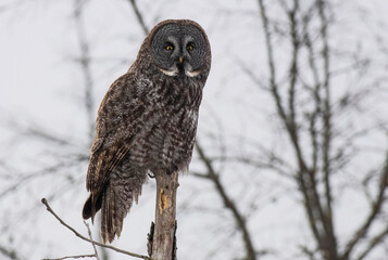 great gray owl in tree