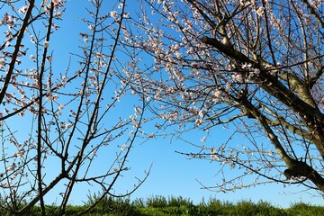 青空と土手に咲く風情ある梅の花　穏やかな春の日