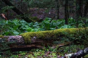 mossy forest log © Jennifer