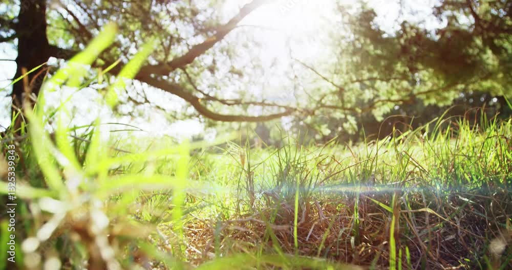 Poster sunlight filtering through trees illuminating lush green grass in peaceful animation