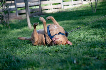 Dog rolling in grass