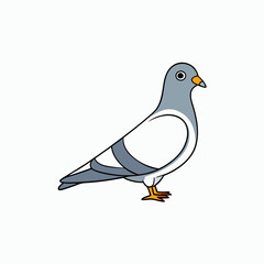 pigeon on white