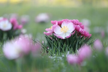 A photo of a spring flower with pink and white petals. The flower is in full bloom, with its petals fully open.