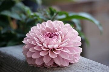 a spring flower with pink and white petals