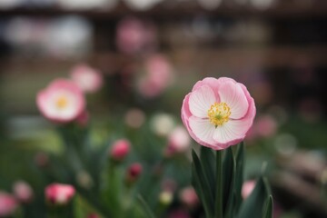 A photo of a spring flower with pink and white petals. The flower is in full bloom, with its petals fully open.