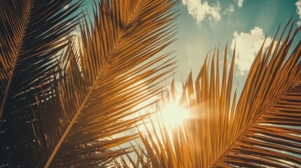 palm tree at sunset