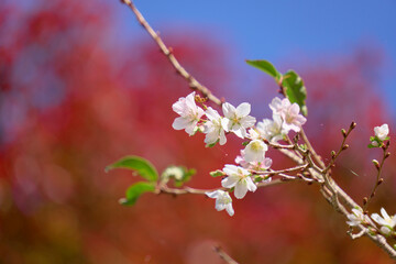 紅葉を背景に開花した四季桜