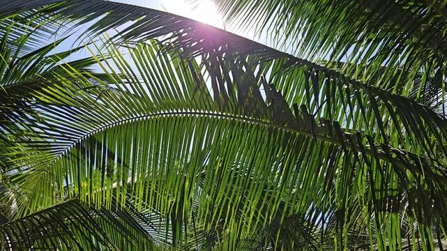 Looking up at lush green palm leaves swaying gently against a bright blue sky, with sunlight filtering through the foliage, creating a tropical and serene atmosphere.
