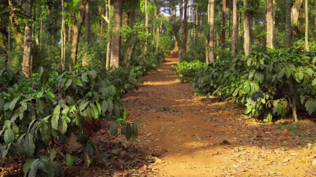 Interiors of Coffee estate with Bettle nuts tree
