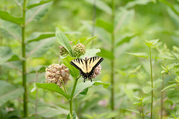 Swallowtail in the milkweed