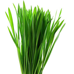 Vibrant Green Wheatgrass On Transparent Background. Isolated Blades Symbolize Growth And Freshness