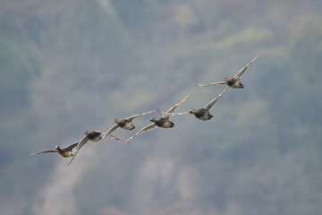 Gadwalls and a Eurasian Wigeon are in the flight. 