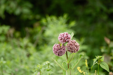 Flowering milkweed